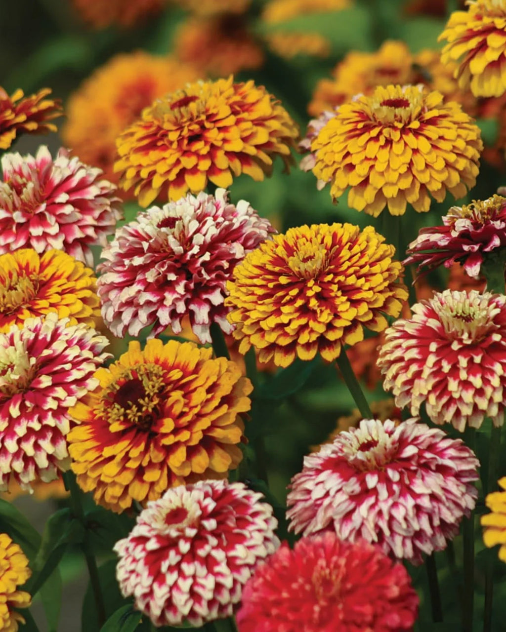 Semillas de Zinnia 'Gigante Bicolor' Rocalba