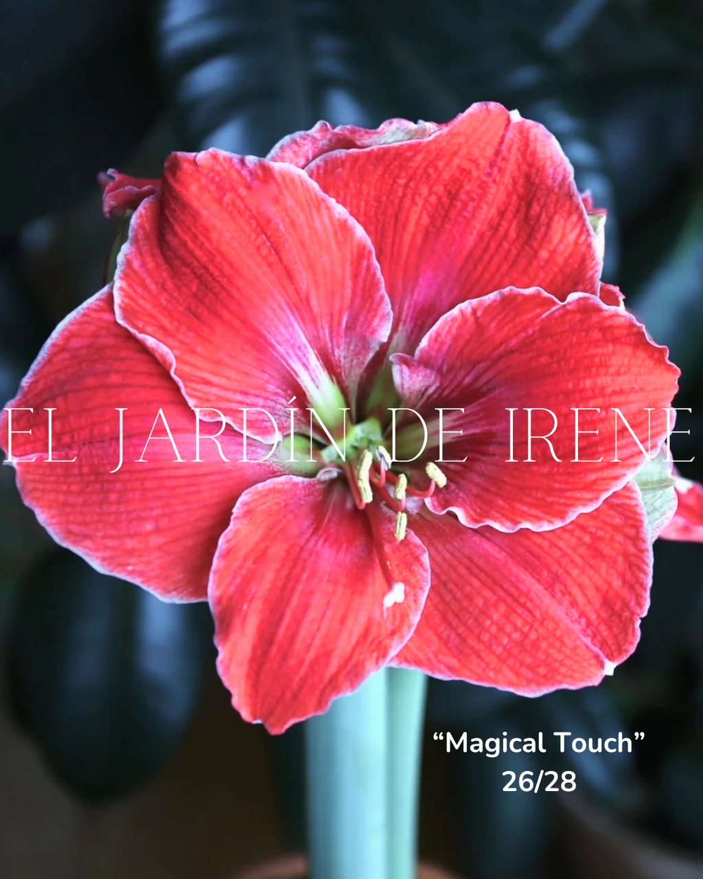 PREVENTA Bulbos de Amaryllis Exclusiva