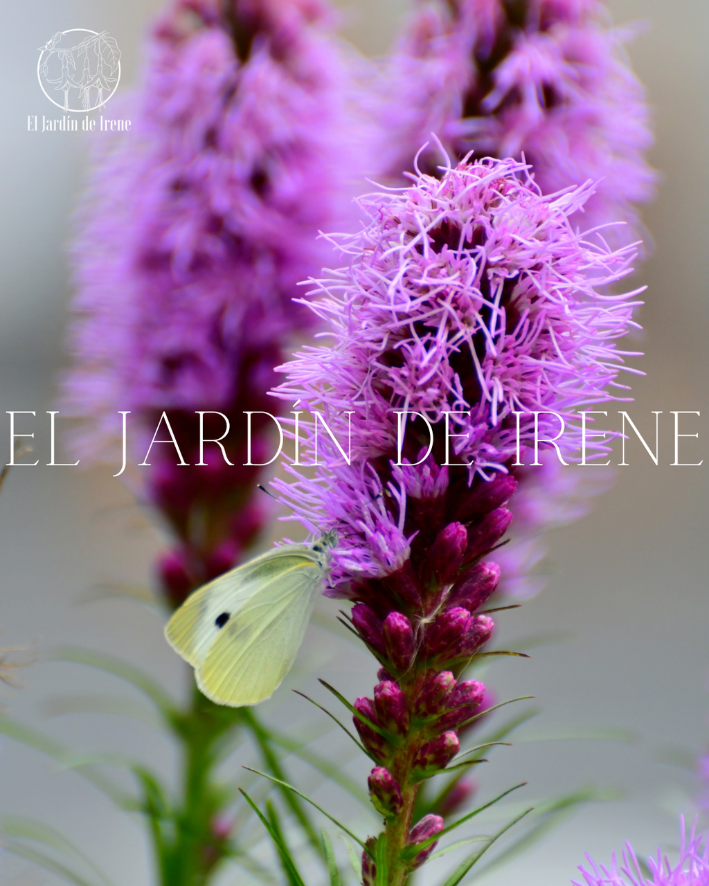 Bulbos de Liatris