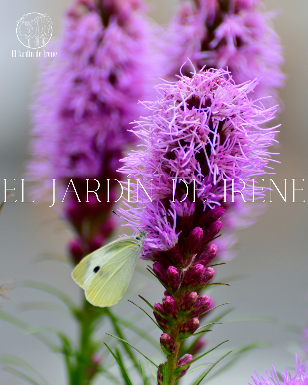 Bulbos de Liatris