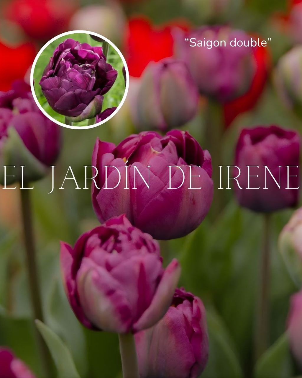 Bulbos de Tulipán PREVENTA