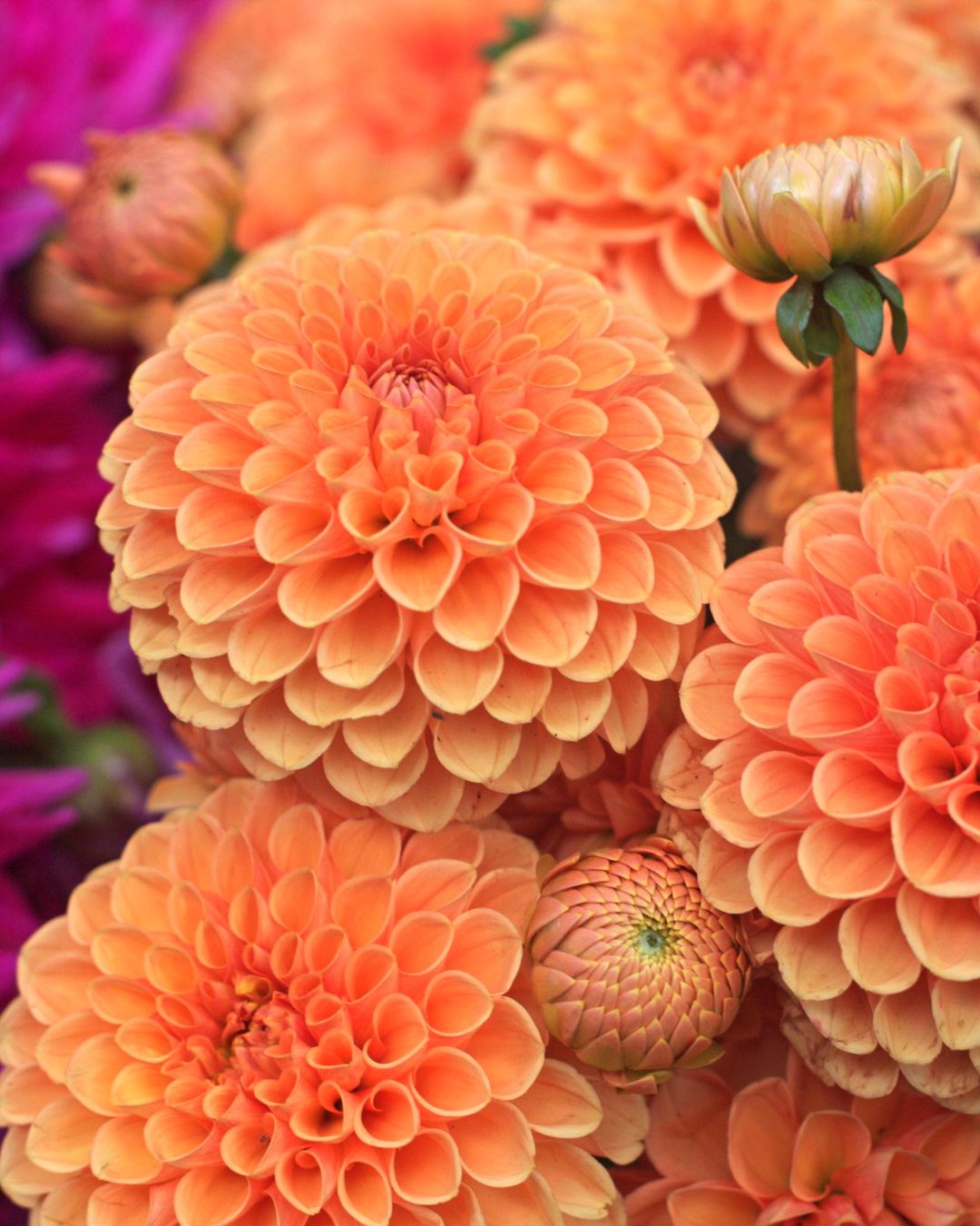 Bulbos de Dalias PREVENTA