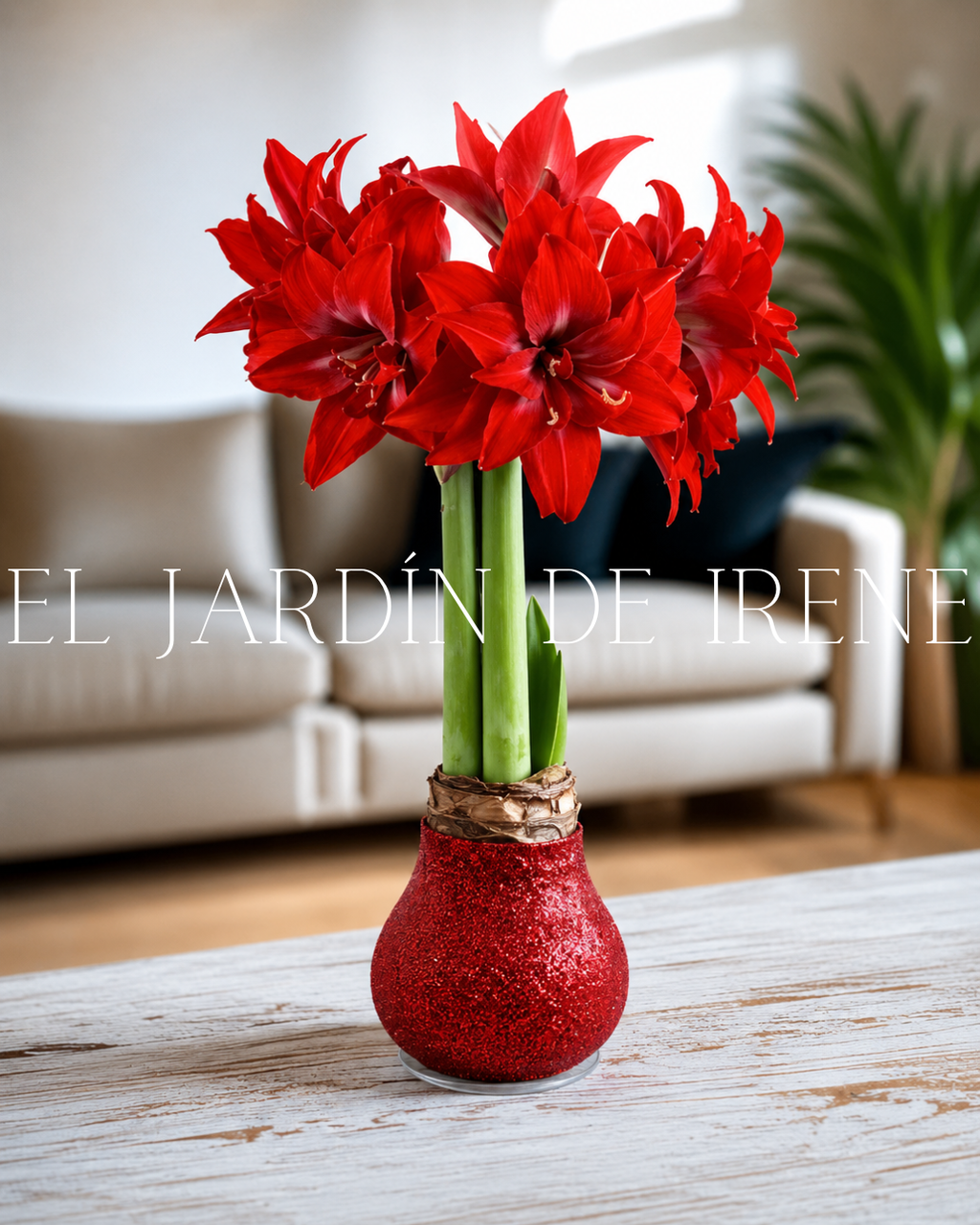PREVENTA Amaryllis Wax Colección 2026