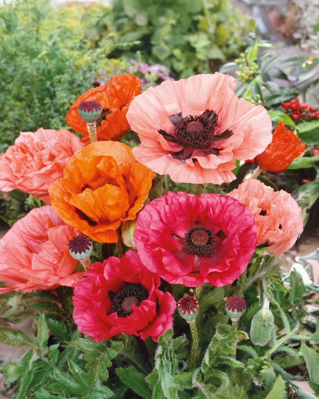 Semillas de Amapola 'California Doble' Rocalba