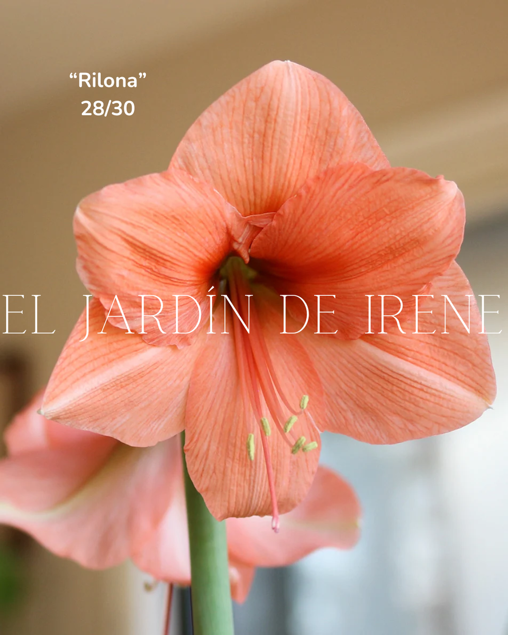 PREVENTA Bulbos de Amaryllis Exclusiva