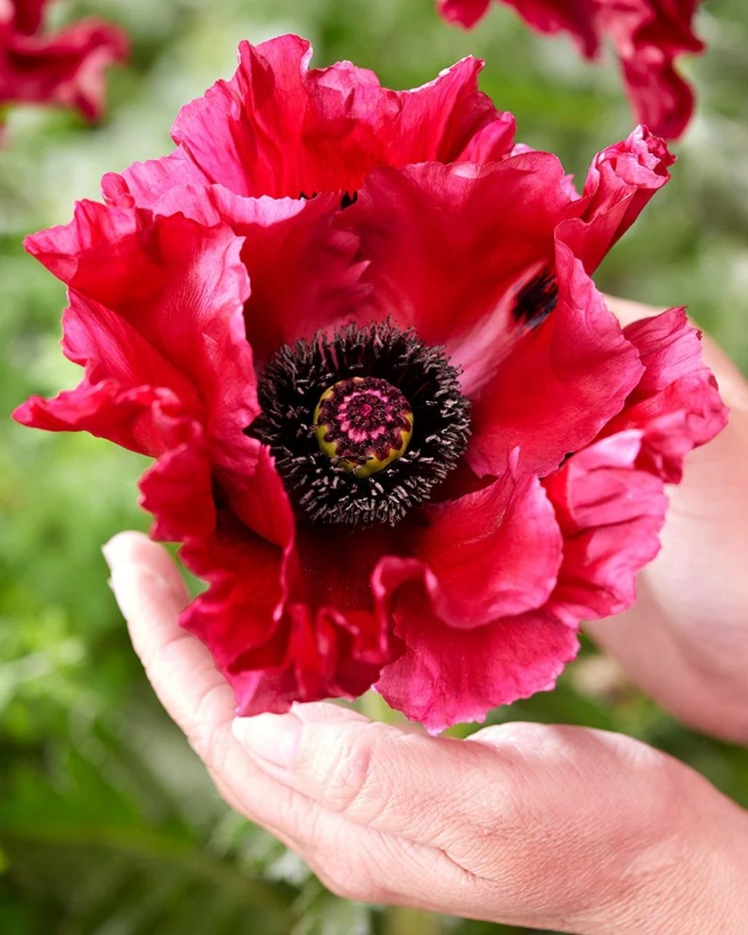 Semillas de Amapola 'California Doble' Rocalba