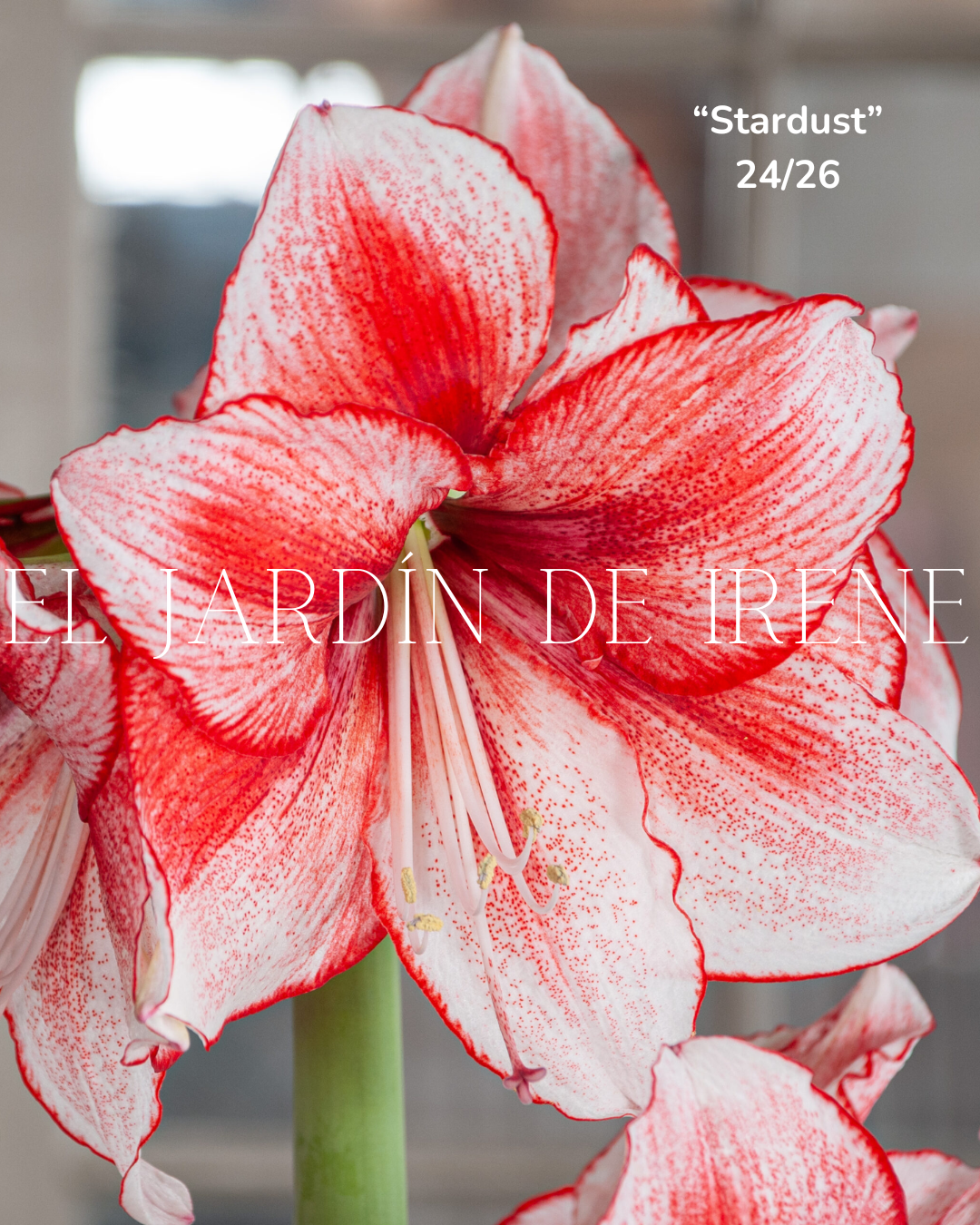 PREVENTA Bulbos de Amaryllis Exclusiva