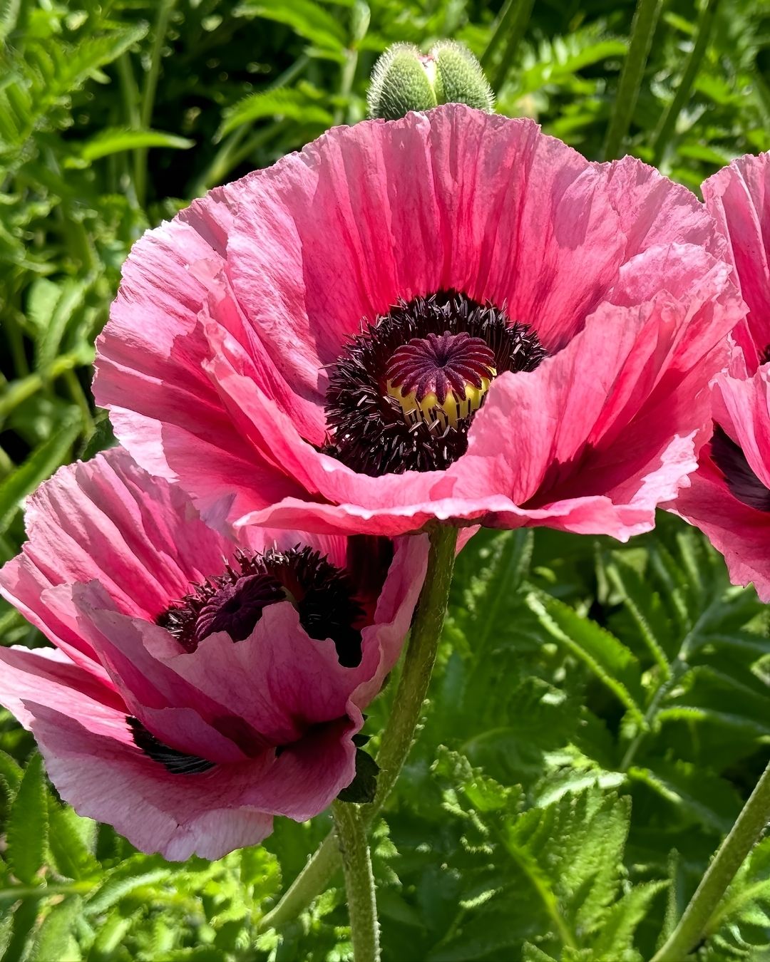 Semillas de Amapola 'California Doble' Rocalba