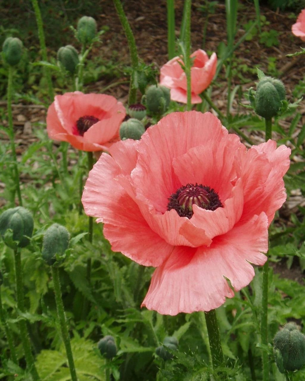 Semillas de Amapola 'California Doble' Rocalba