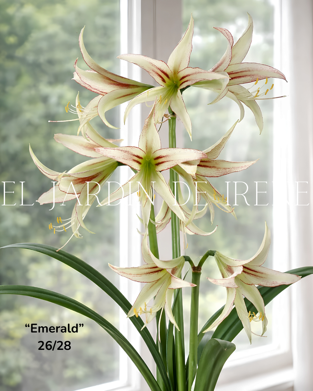 PREVENTA Bulbos de Amaryllis Exclusiva
