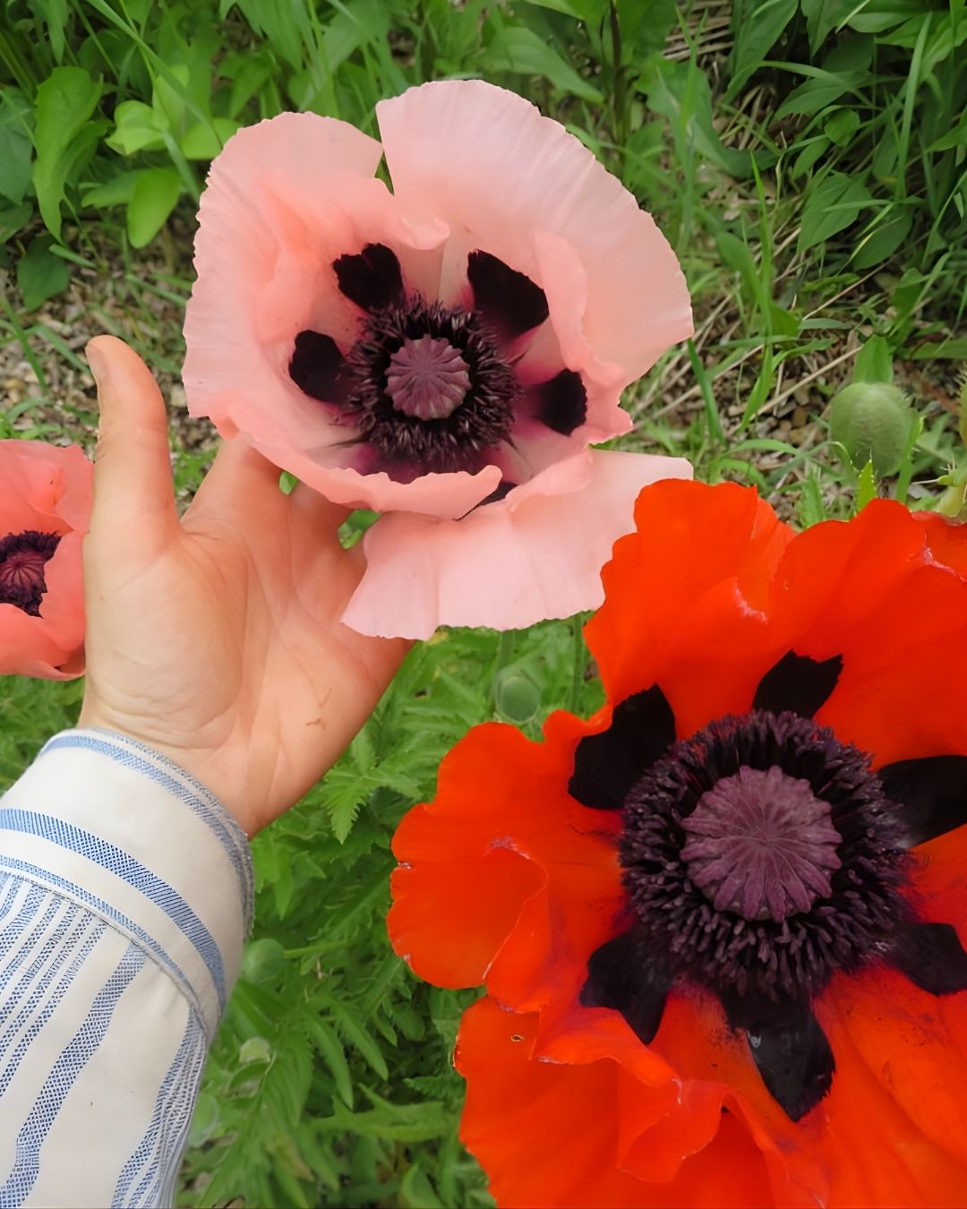 Semillas de Amapola 'California Doble' Rocalba