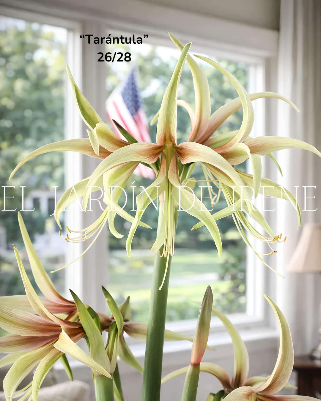 PREVENTA Bulbos de Amaryllis Exclusiva
