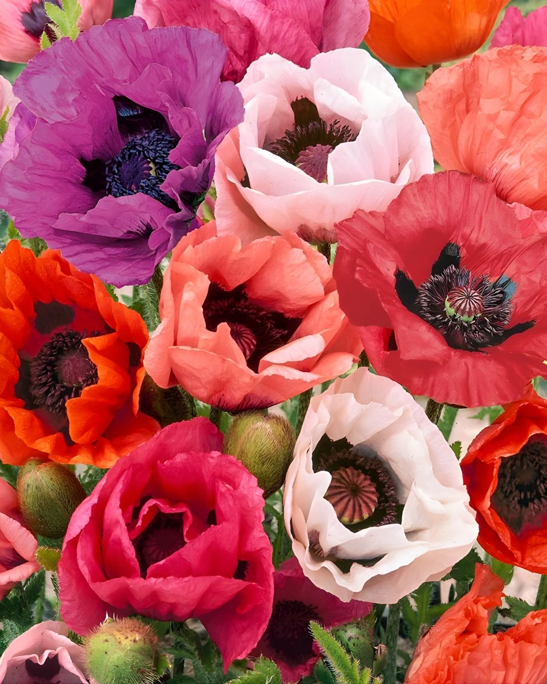 Semillas de Amapola 'California Doble' Rocalba