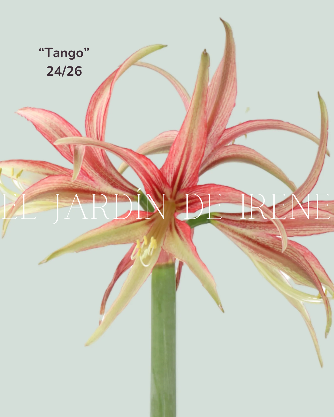 PREVENTA Bulbos de Amaryllis Exclusiva