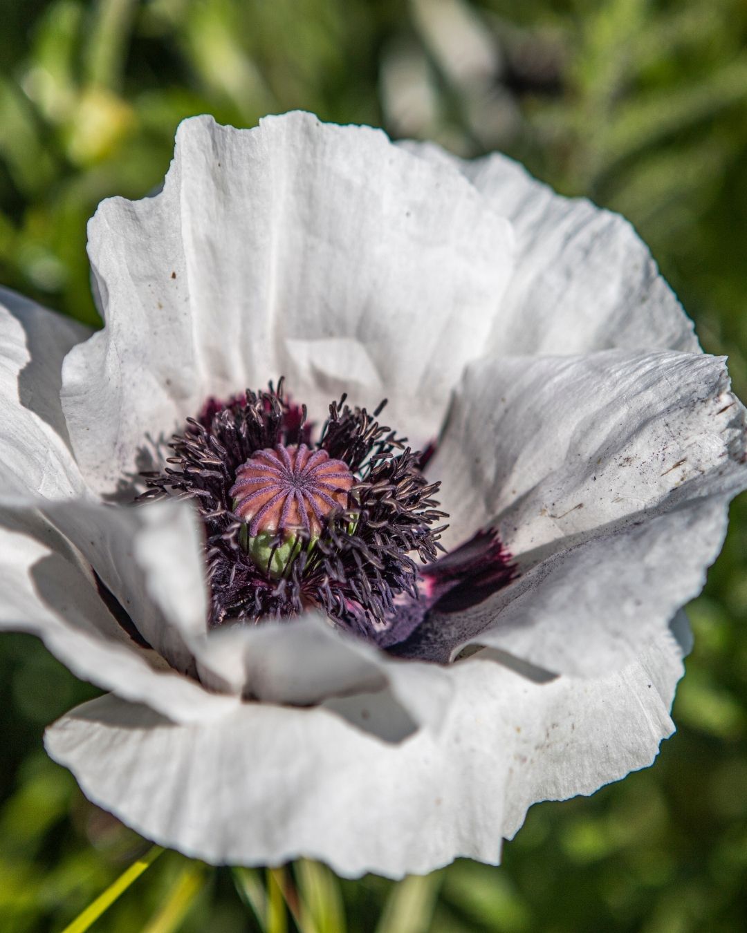 Semillas de Amapola 'California Doble' Rocalba