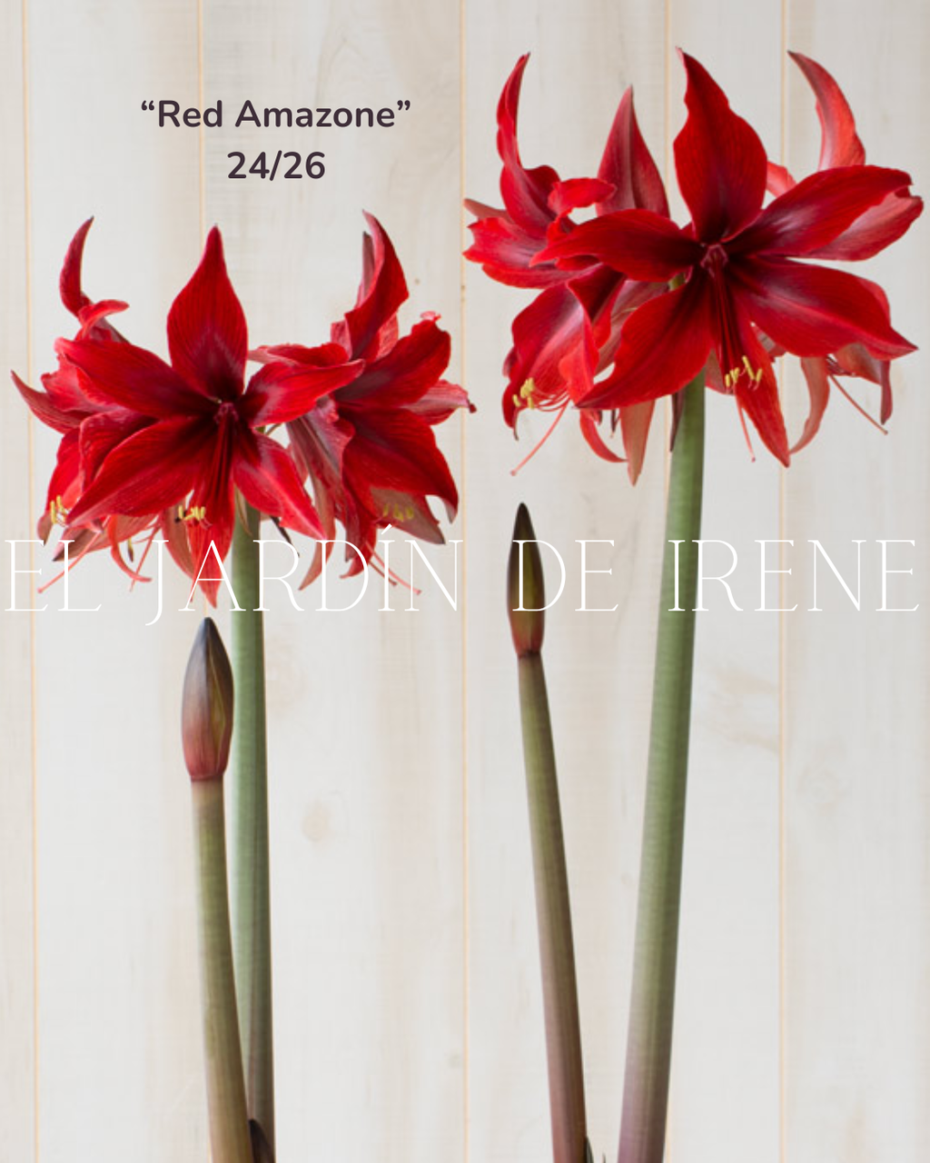 PREVENTA Bulbos de Amaryllis Exclusiva