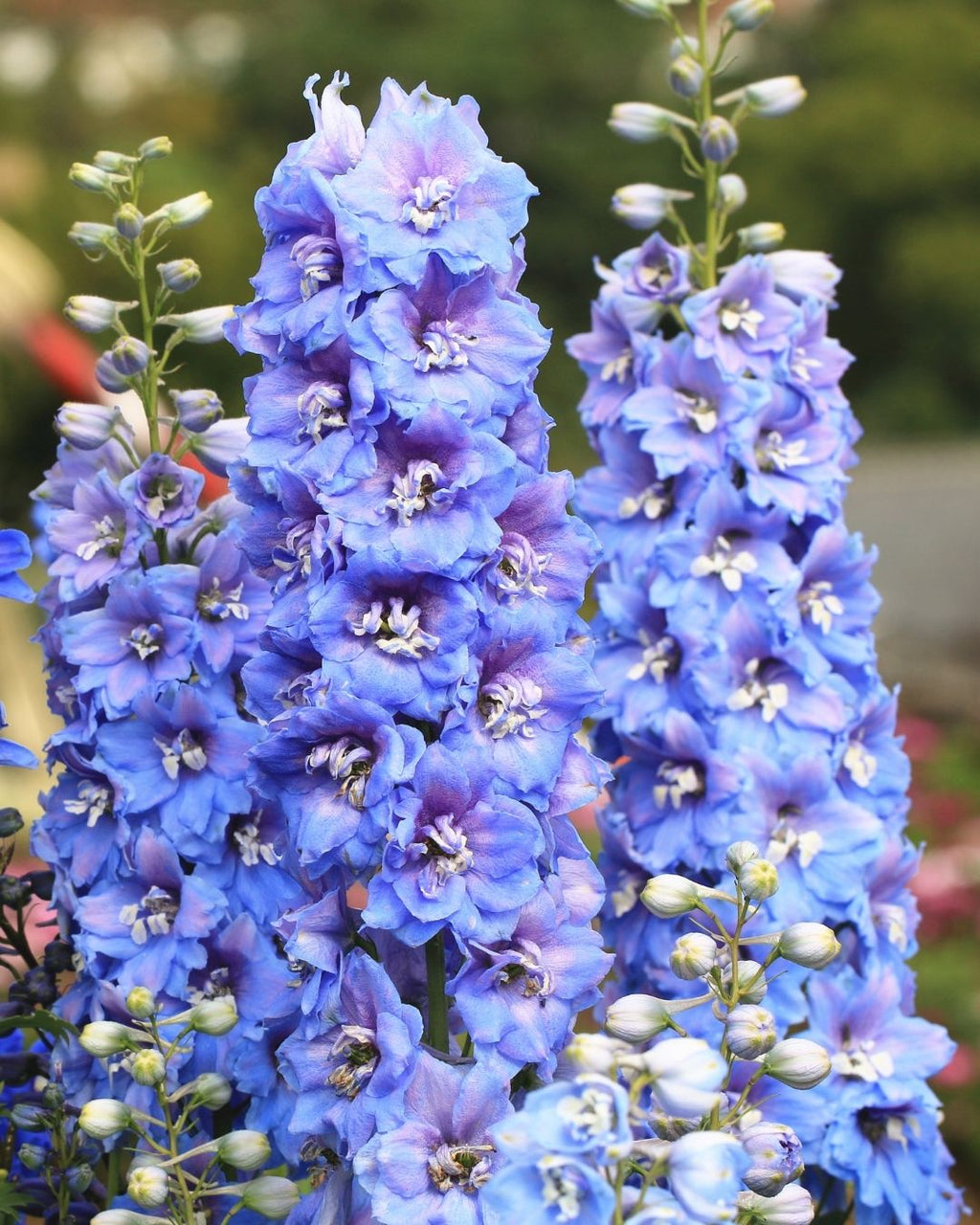 Semillas de Delphinium 'Pacific' (Espuela de Caballero o Pajarito) Rocalba