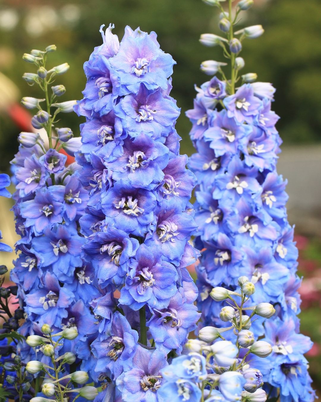 Semillas de Delphinium 'Pacific' (Espuela de Caballero o Pajarito) Rocalba