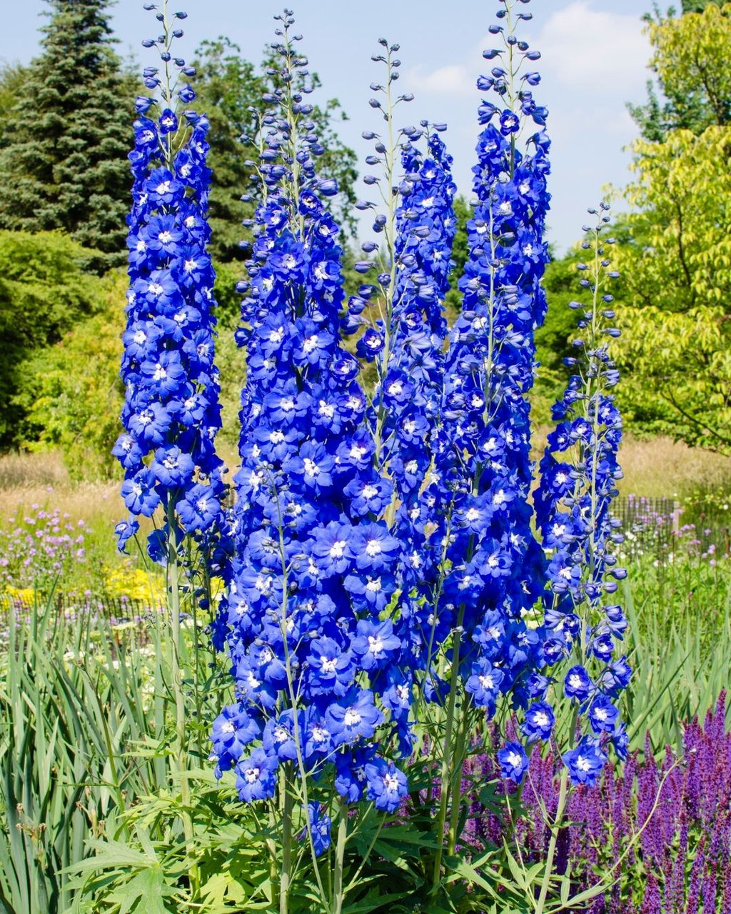 Semillas de Delphinium 'Pacific' (Espuela de Caballero o Pajarito) Rocalba