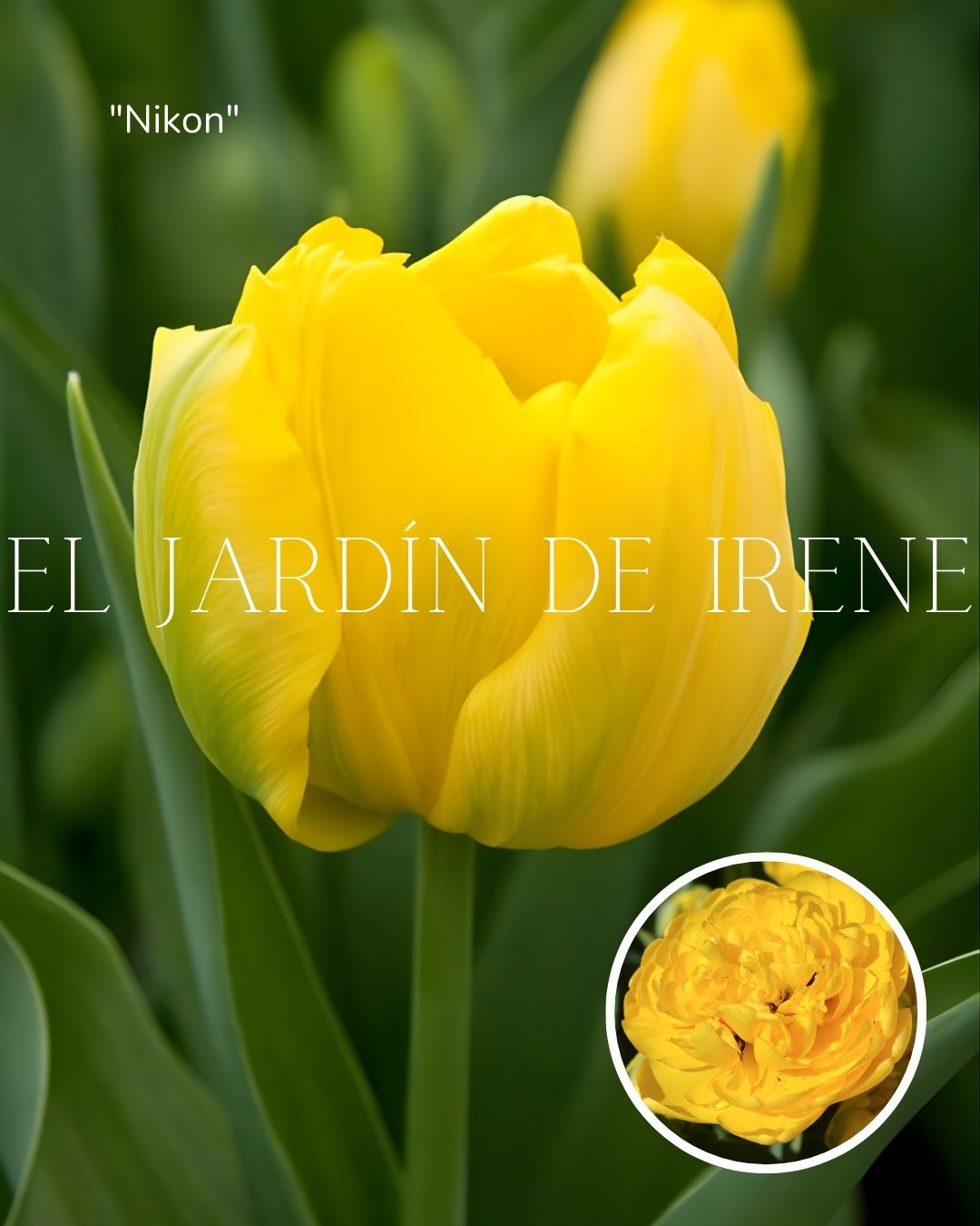 Bulbos de Tulipán PREVENTA