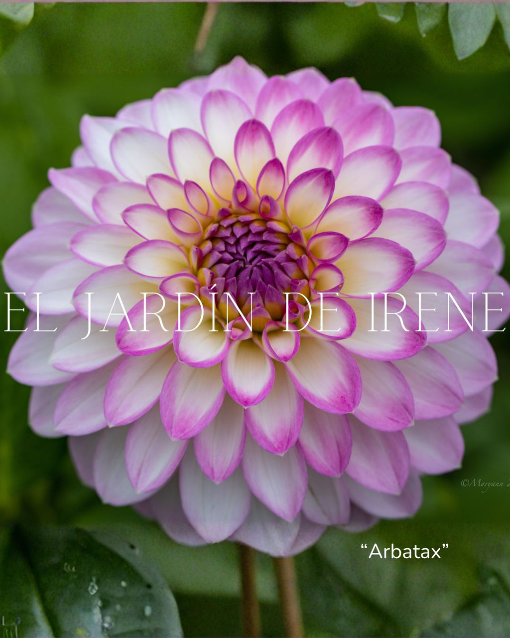 Bulbos de Dalias PREVENTA