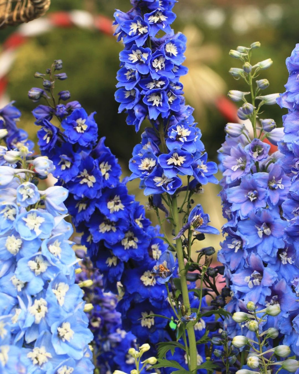 Semillas de Delphinium 'Pacific' (Espuela de Caballero o Pajarito) Rocalba