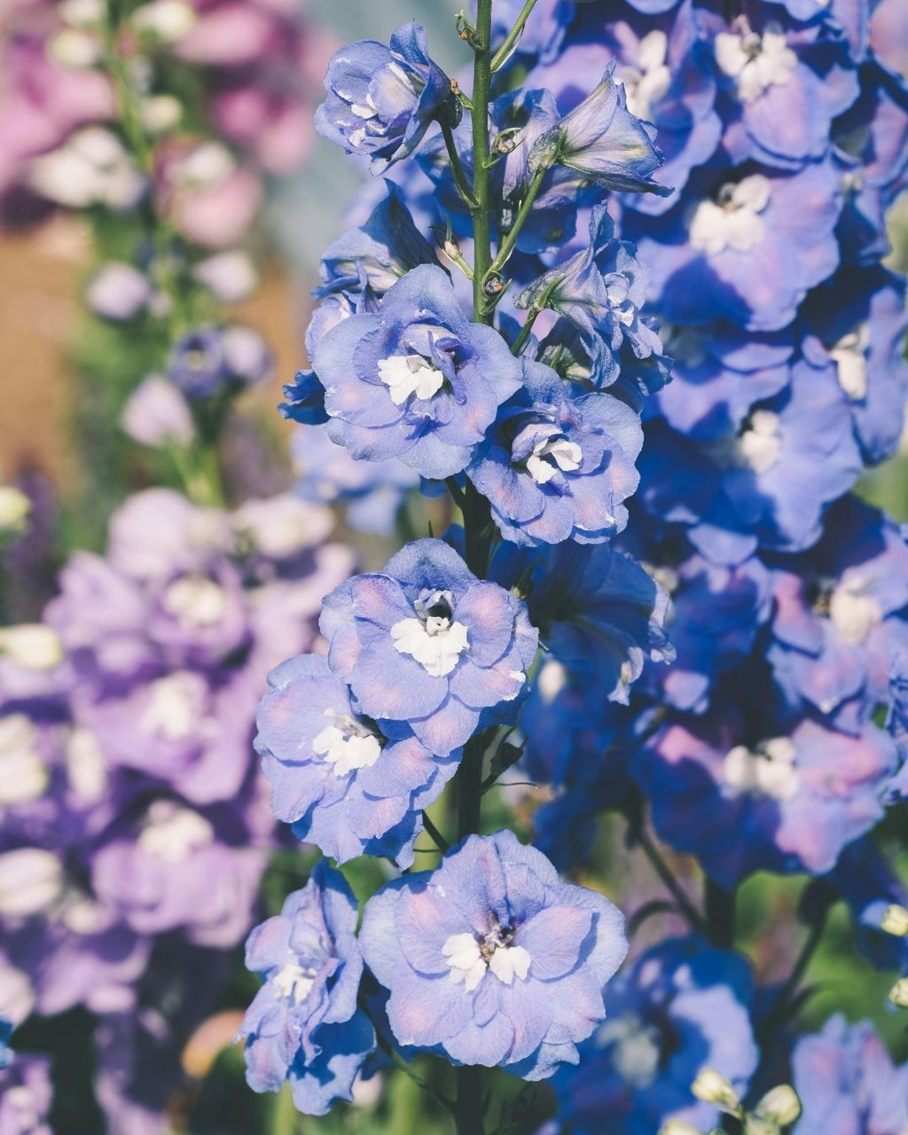 Semillas de Delphinium 'Pacific' (Espuela de Caballero o Pajarito) Rocalba