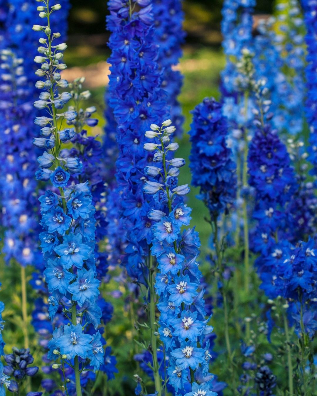 Semillas de Delphinium 'Pacific' (Espuela de Caballero o Pajarito) Rocalba