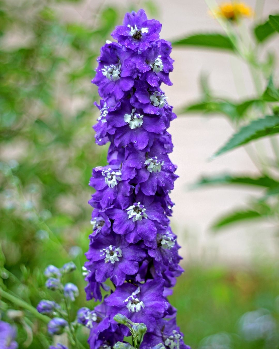 Semillas de Delphinium 'Pacific' (Espuela de Caballero o Pajarito) Rocalba