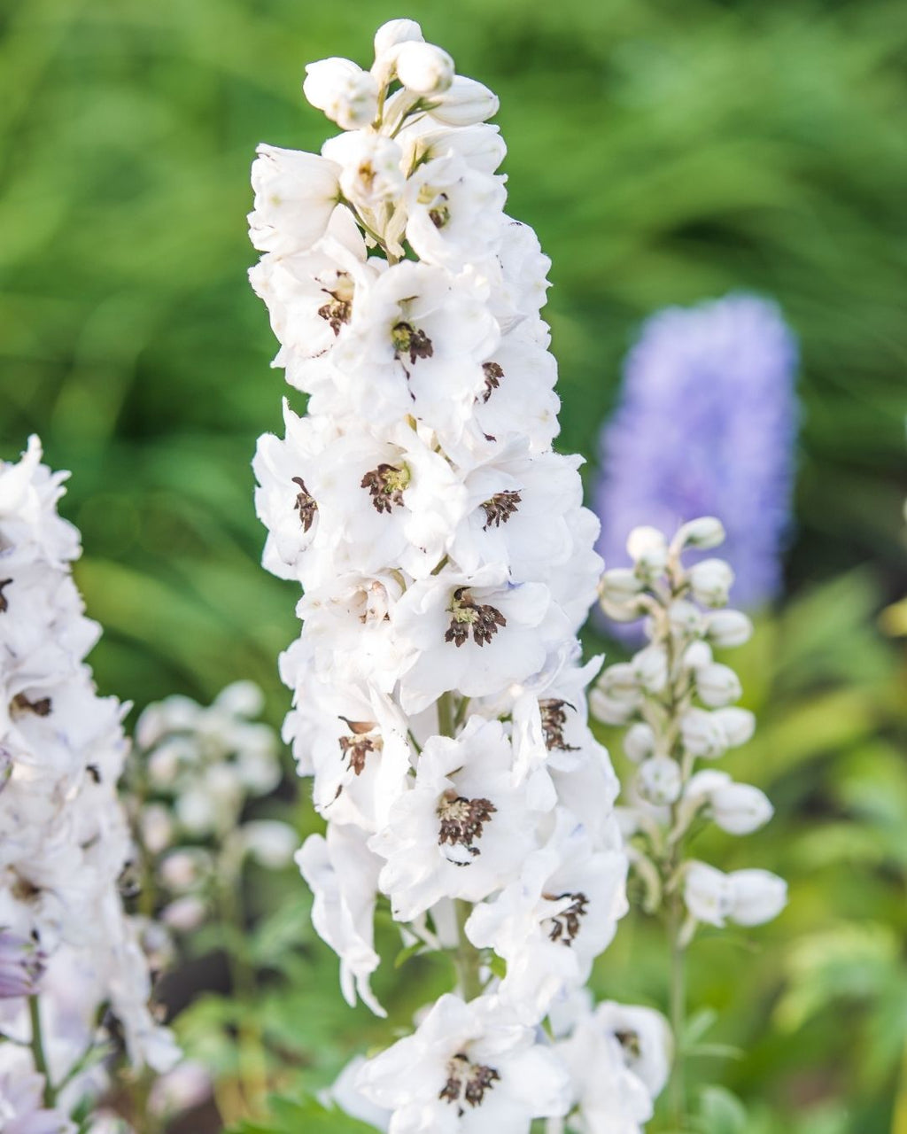 Semillas de Delphinium 'Pacific' (Espuela de Caballero o Pajarito) Rocalba