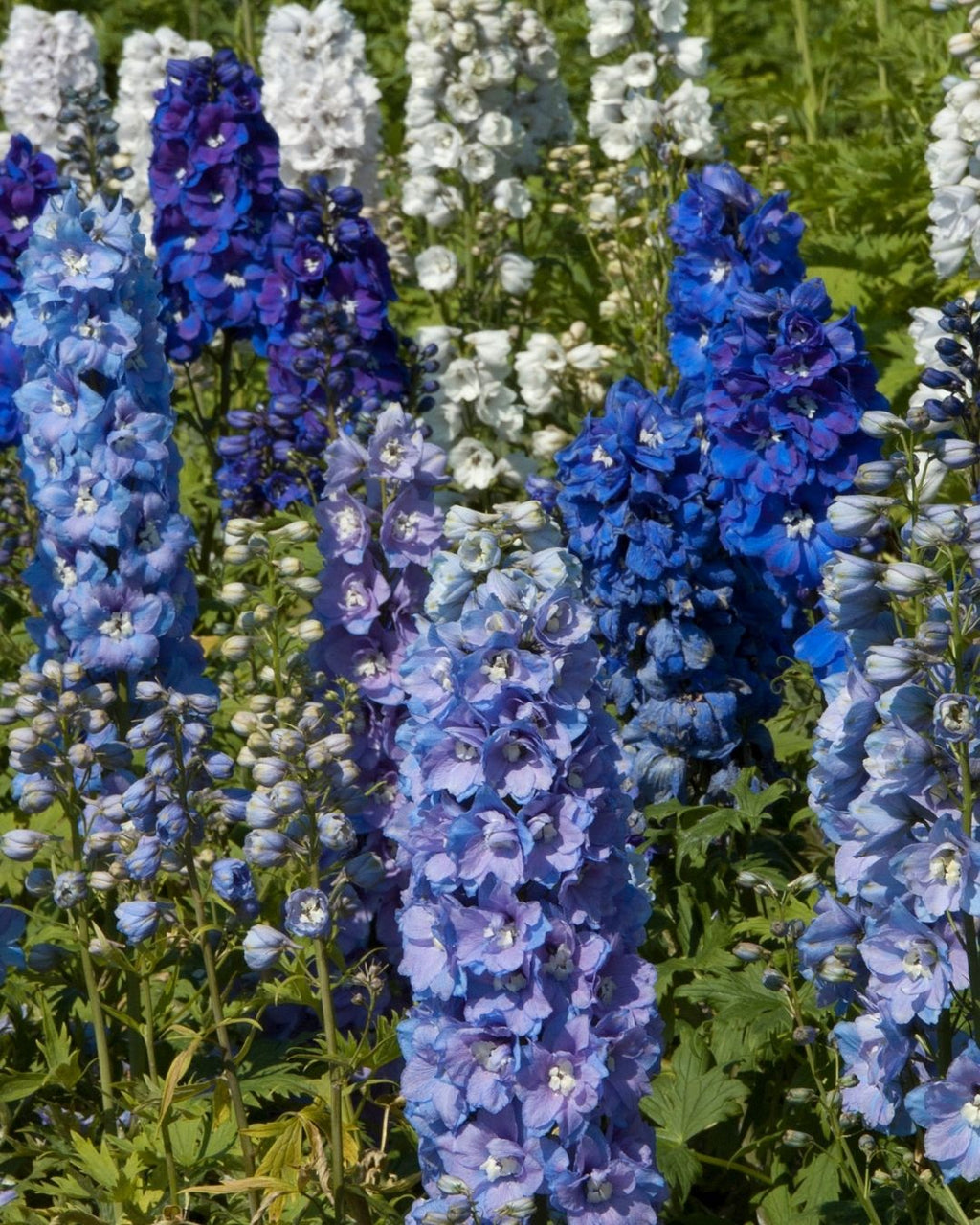 Semillas de Delphinium 'Pacific' (Espuela de Caballero o Pajarito) Rocalba