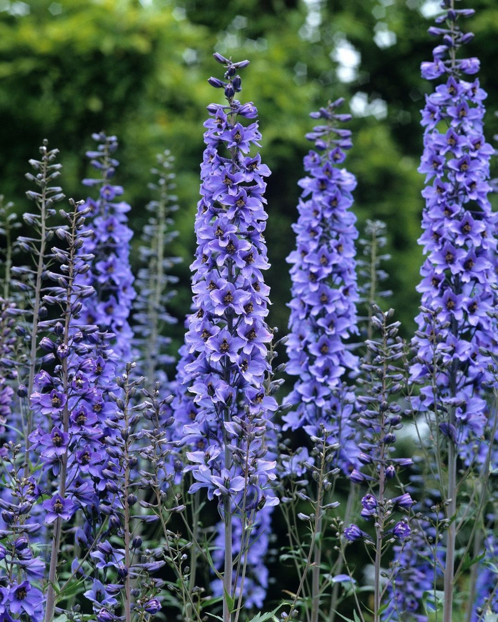 Semillas de Delphinium 'Pacific' (Espuela de Caballero o Pajarito) Rocalba