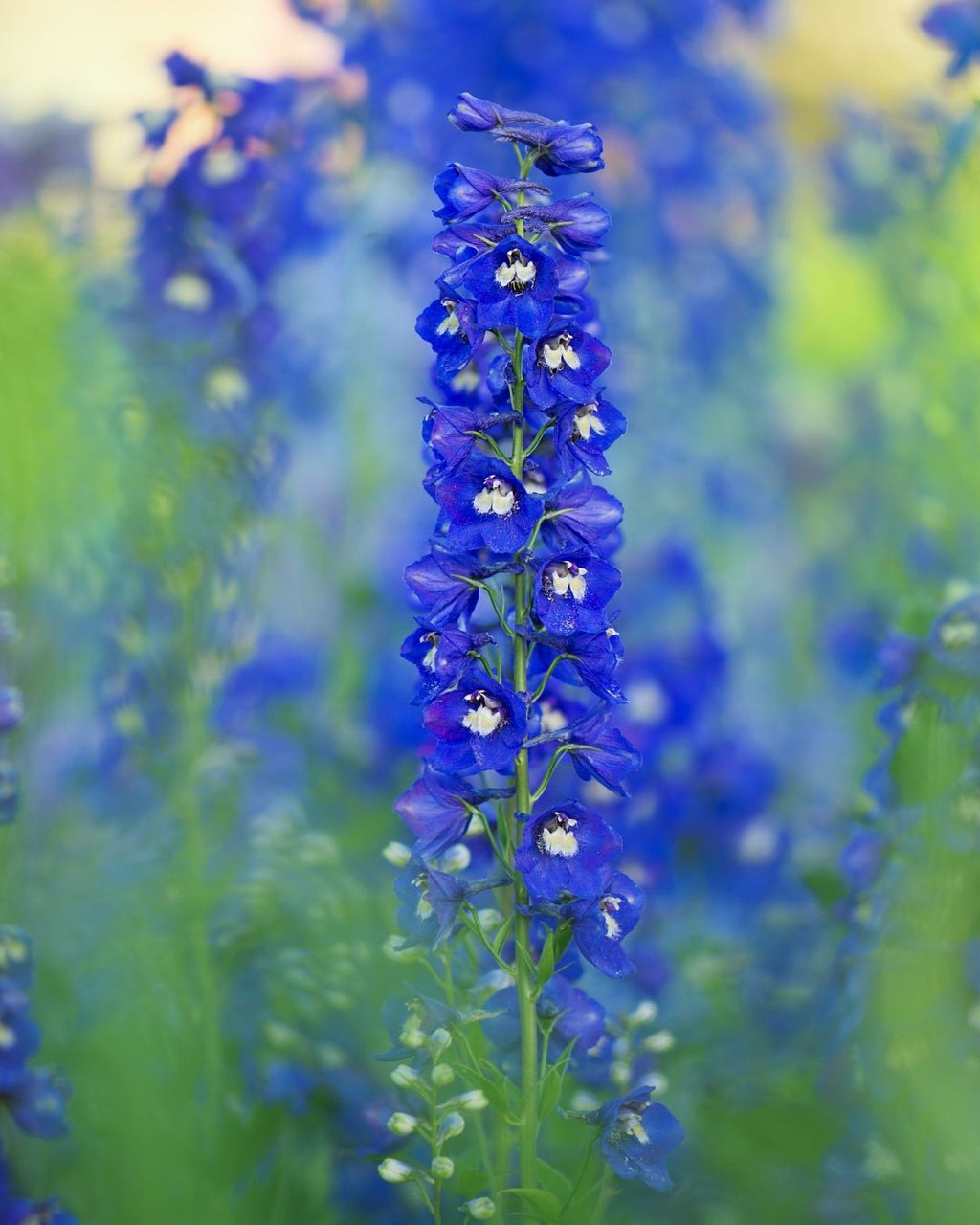 Semillas de Delphinium 'Pacific' (Espuela de Caballero o Pajarito) Rocalba