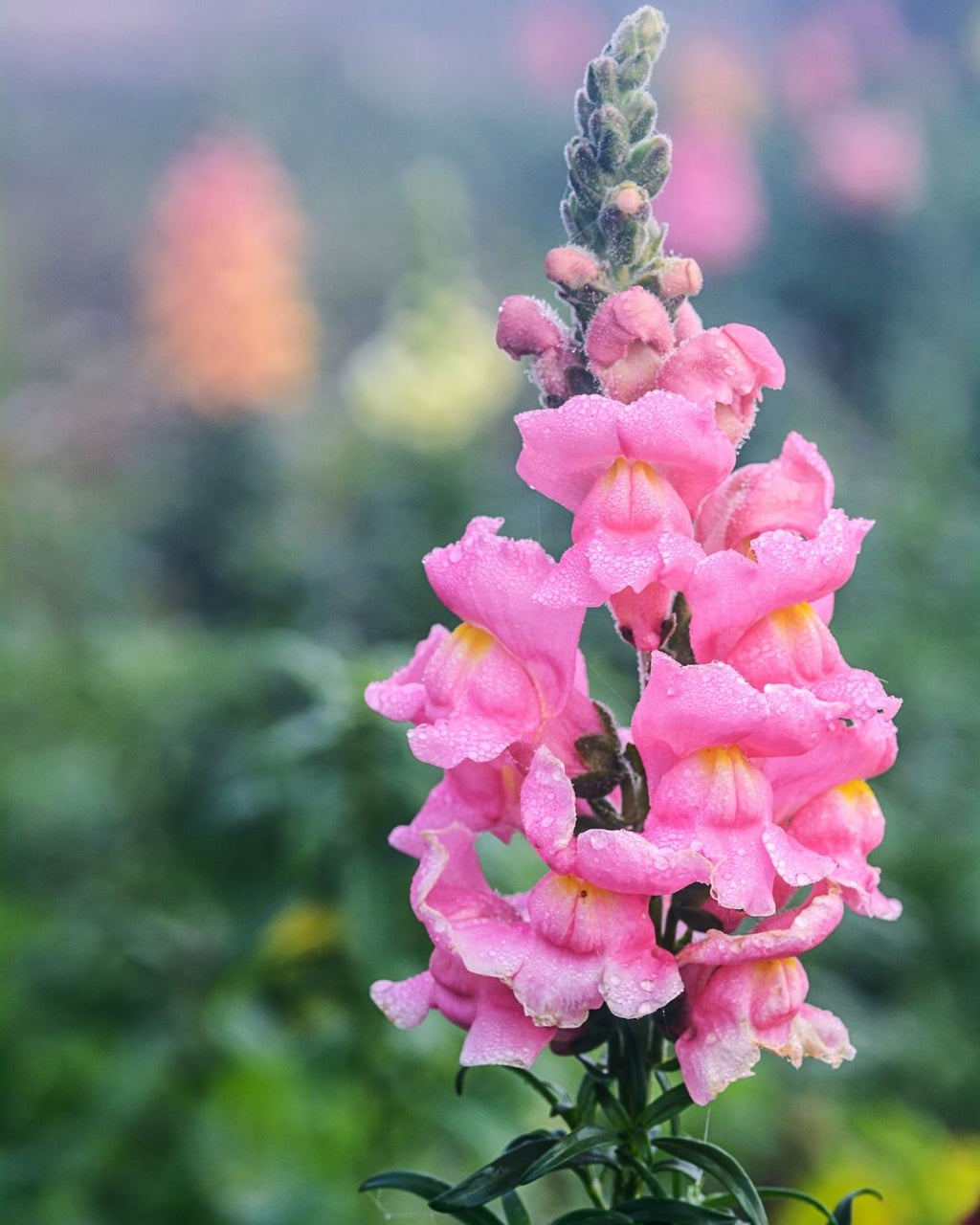Semillas de Antirrhinum 'Boca de León Tetra' (Perritos Altos) Rocalba