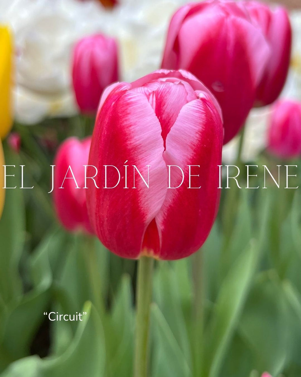 Bulbos de Tulipán PREVENTA