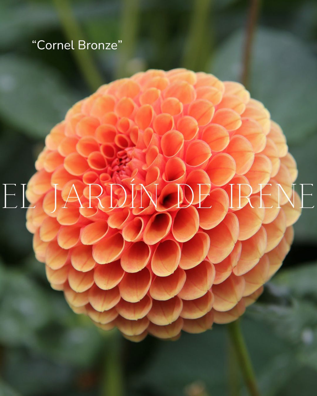 Bulbos de Dalias PREVENTA