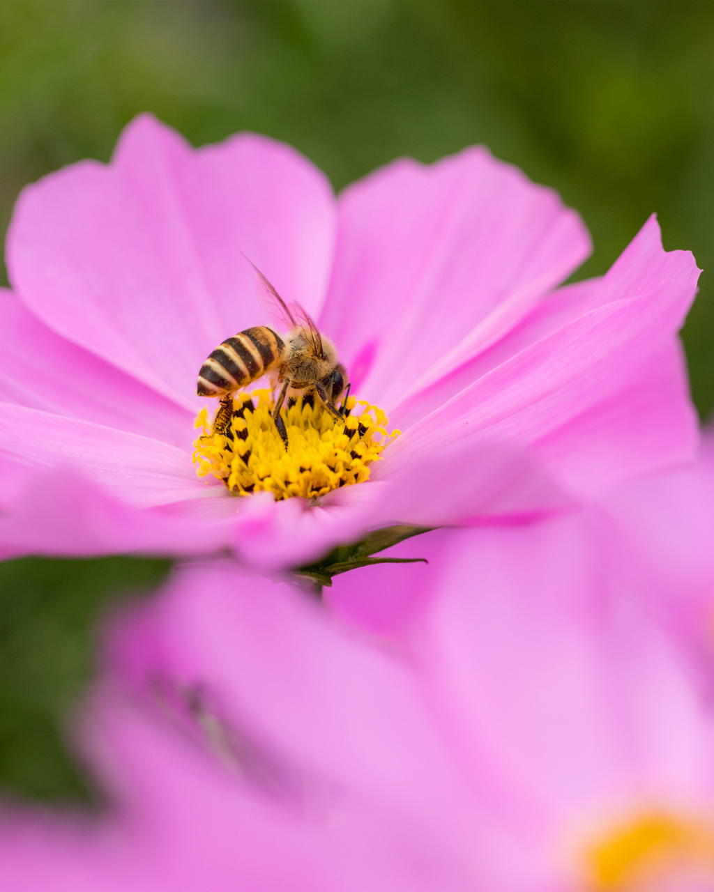 Semillas de Cosmos 'Sensation Rosa' Rocalba