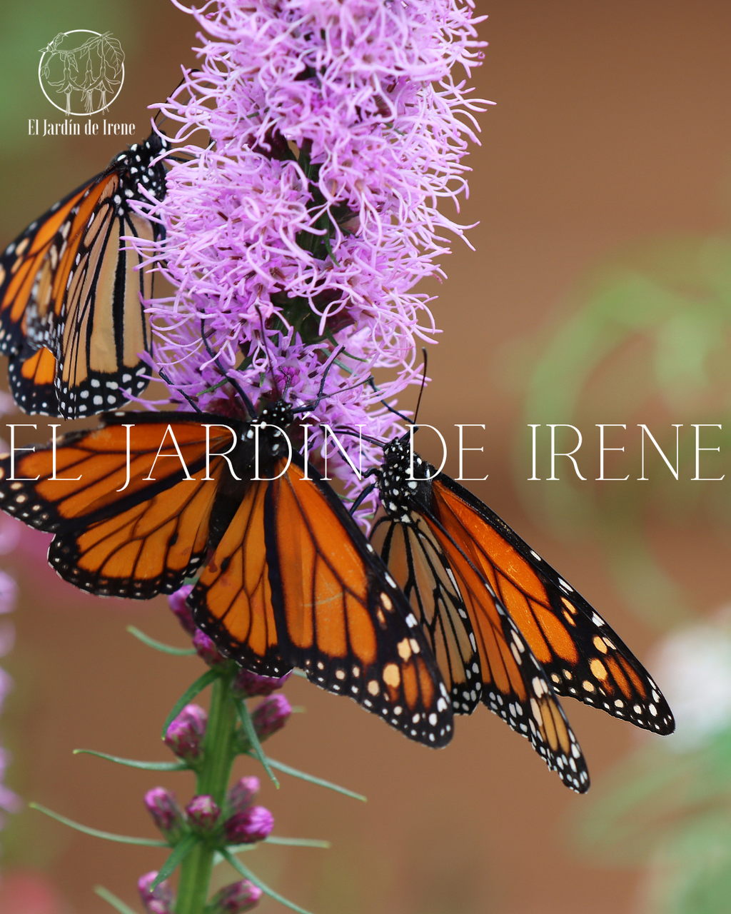 Bulbos de Liatris