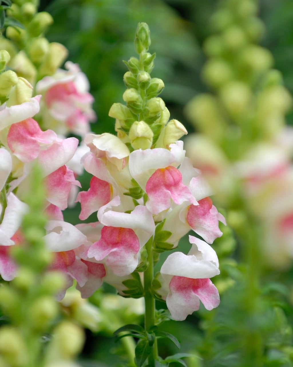 Semillas de Antirrhinum 'Boca de León Tetra' (Perritos Altos) Rocalba