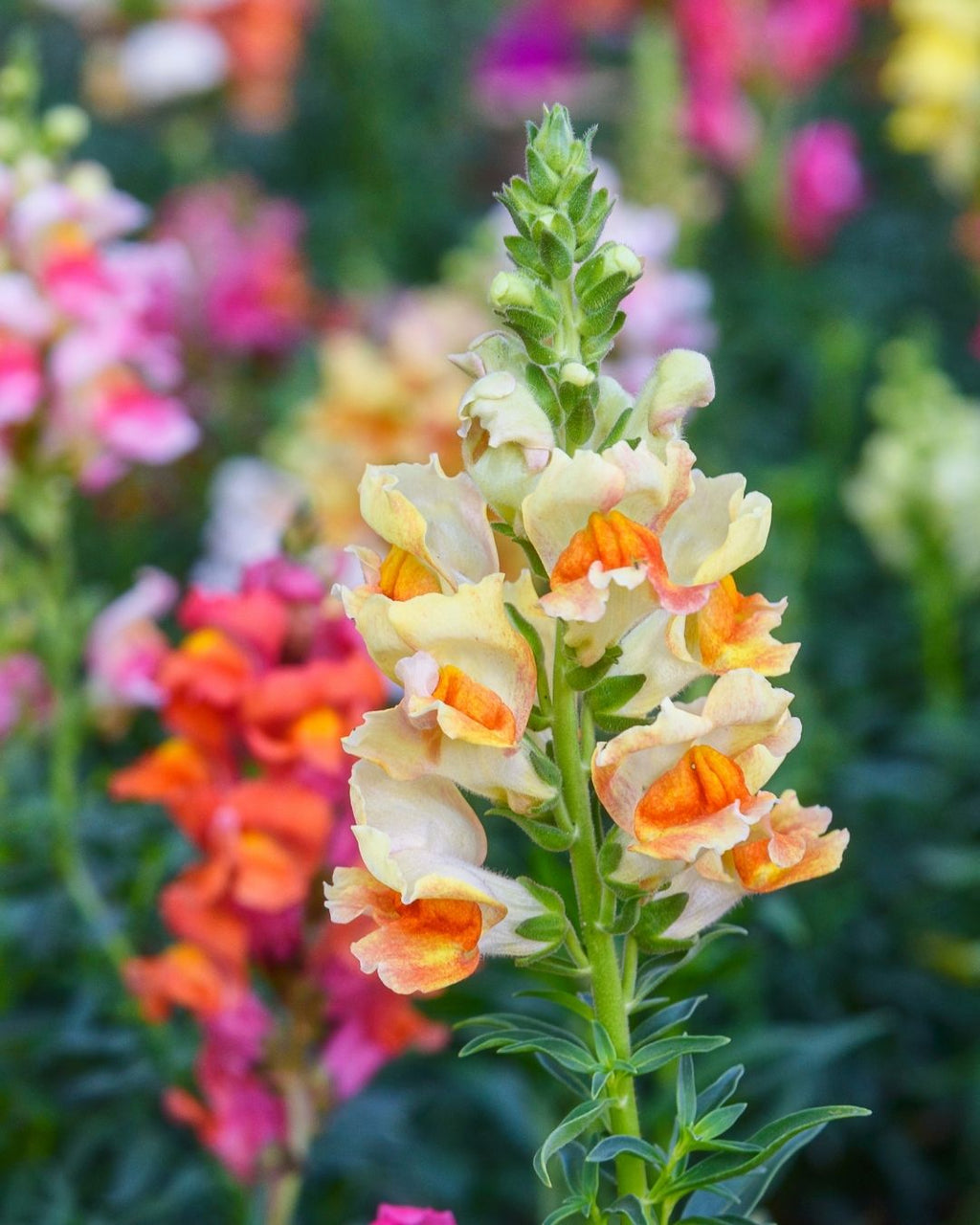 Semillas de Antirrhinum 'Boca de León Tetra' (Perritos Altos) Rocalba
