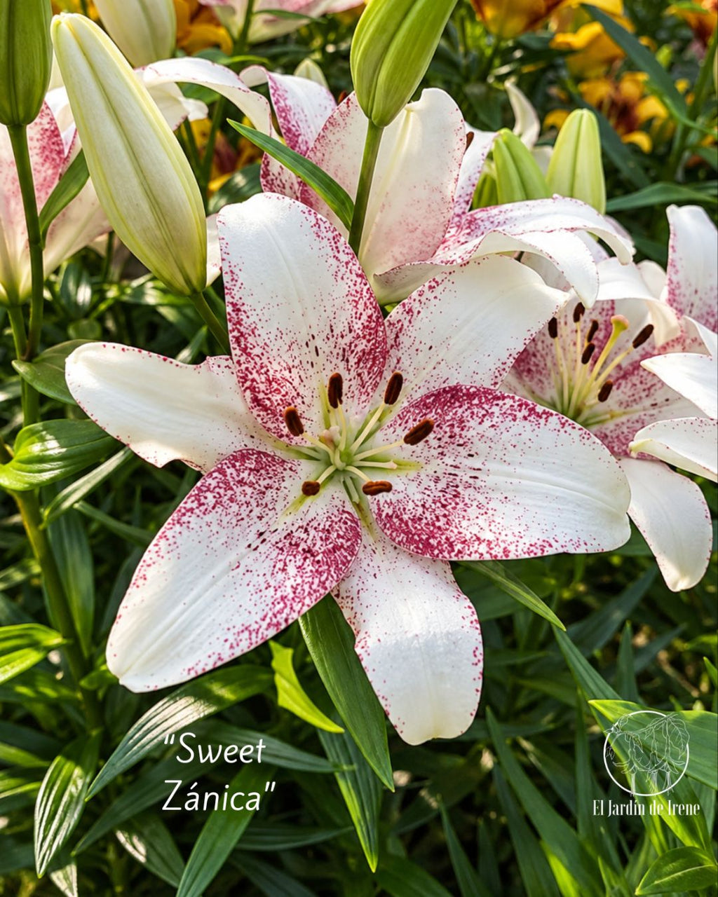 PREVENTA Bulbos de Lilium Asiático