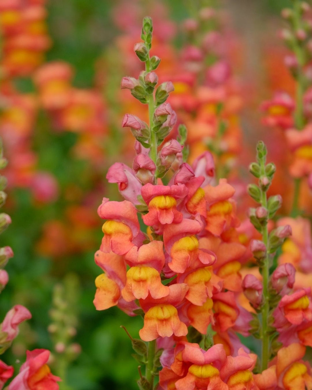 Semillas de Antirrhinum 'Boca de León Tetra' (Perritos Altos) Rocalba