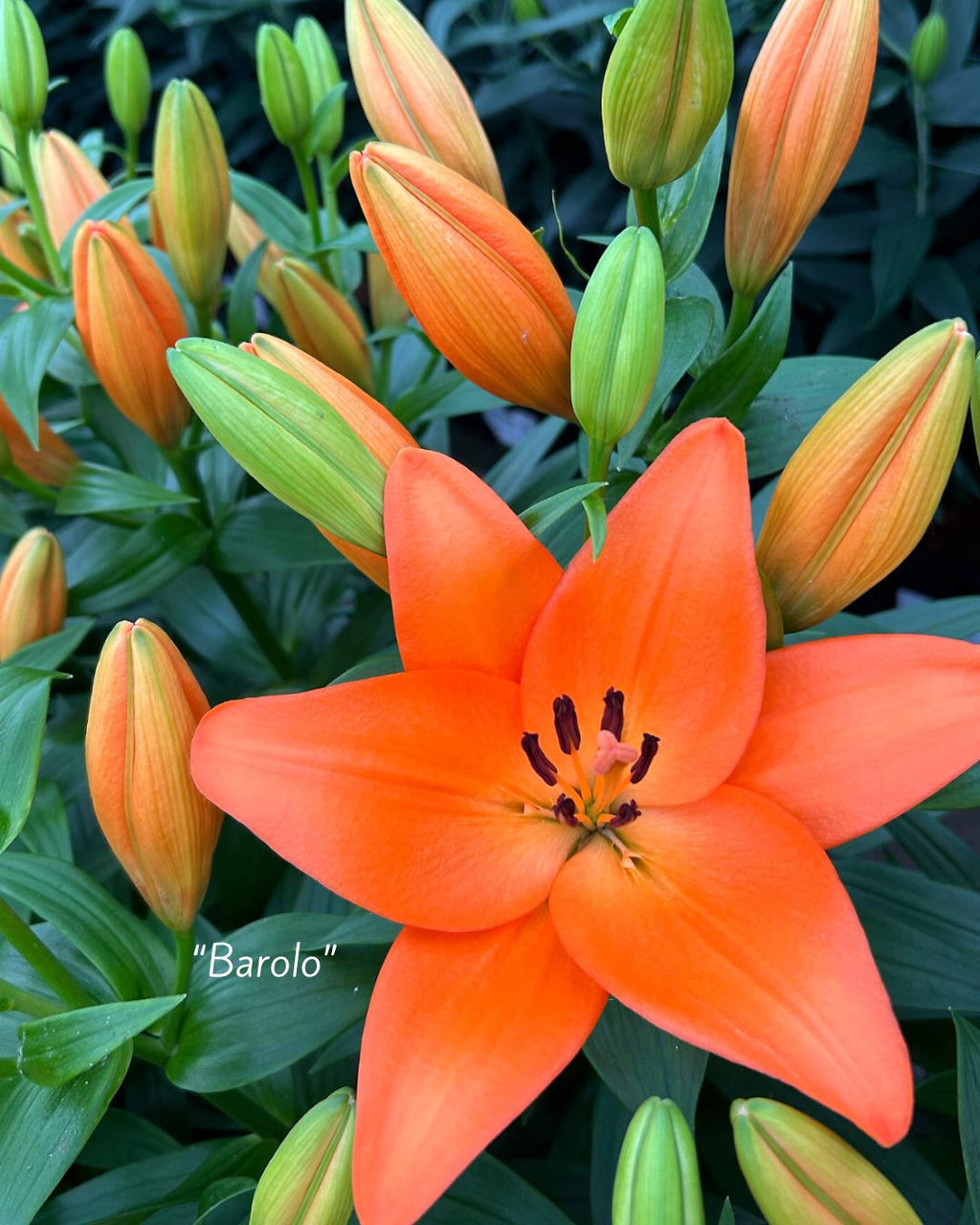 PREVENTA Bulbos de Lilium Asiático