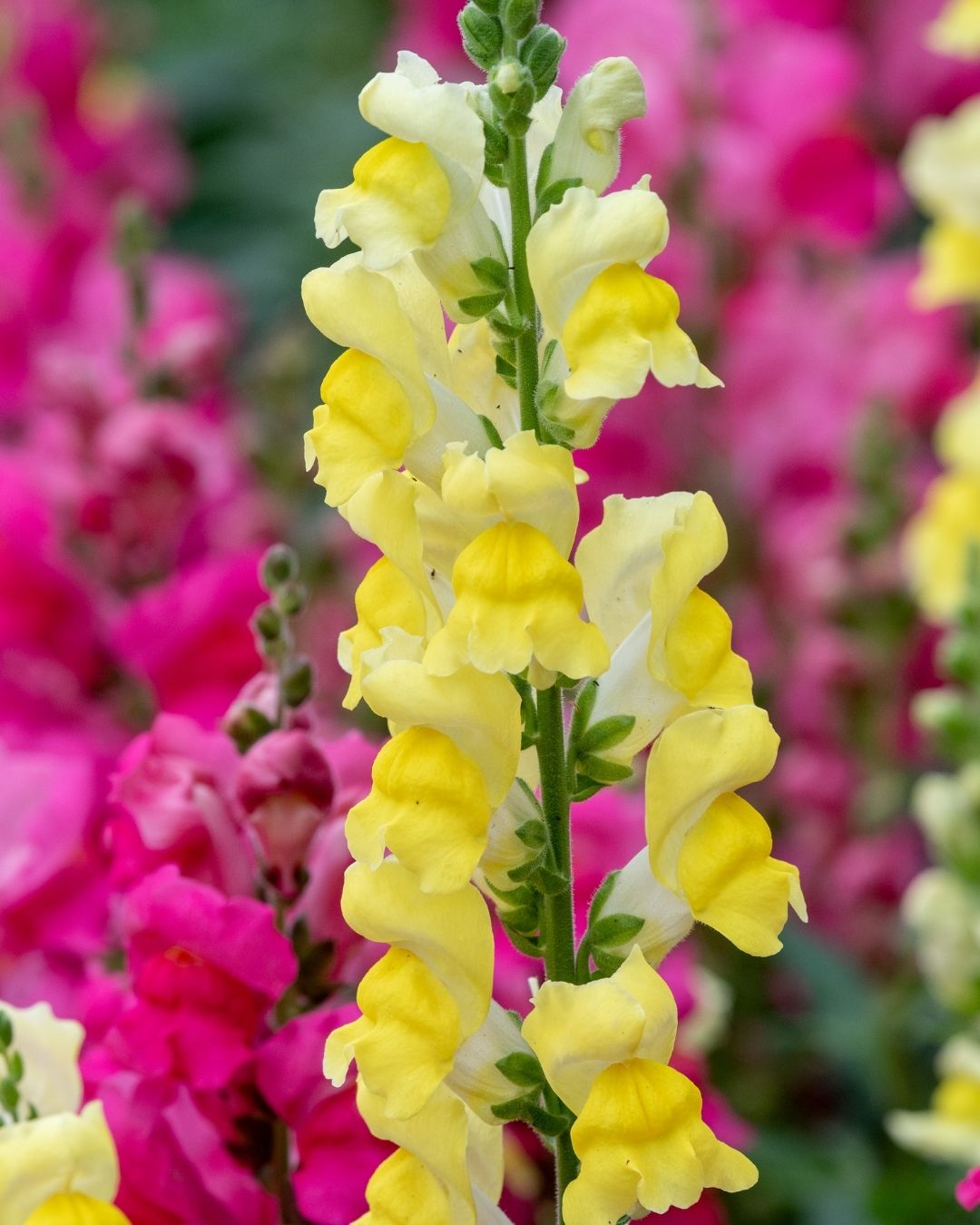 Semillas de Antirrhinum 'Boca de León Tetra' (Perritos Altos) Rocalba