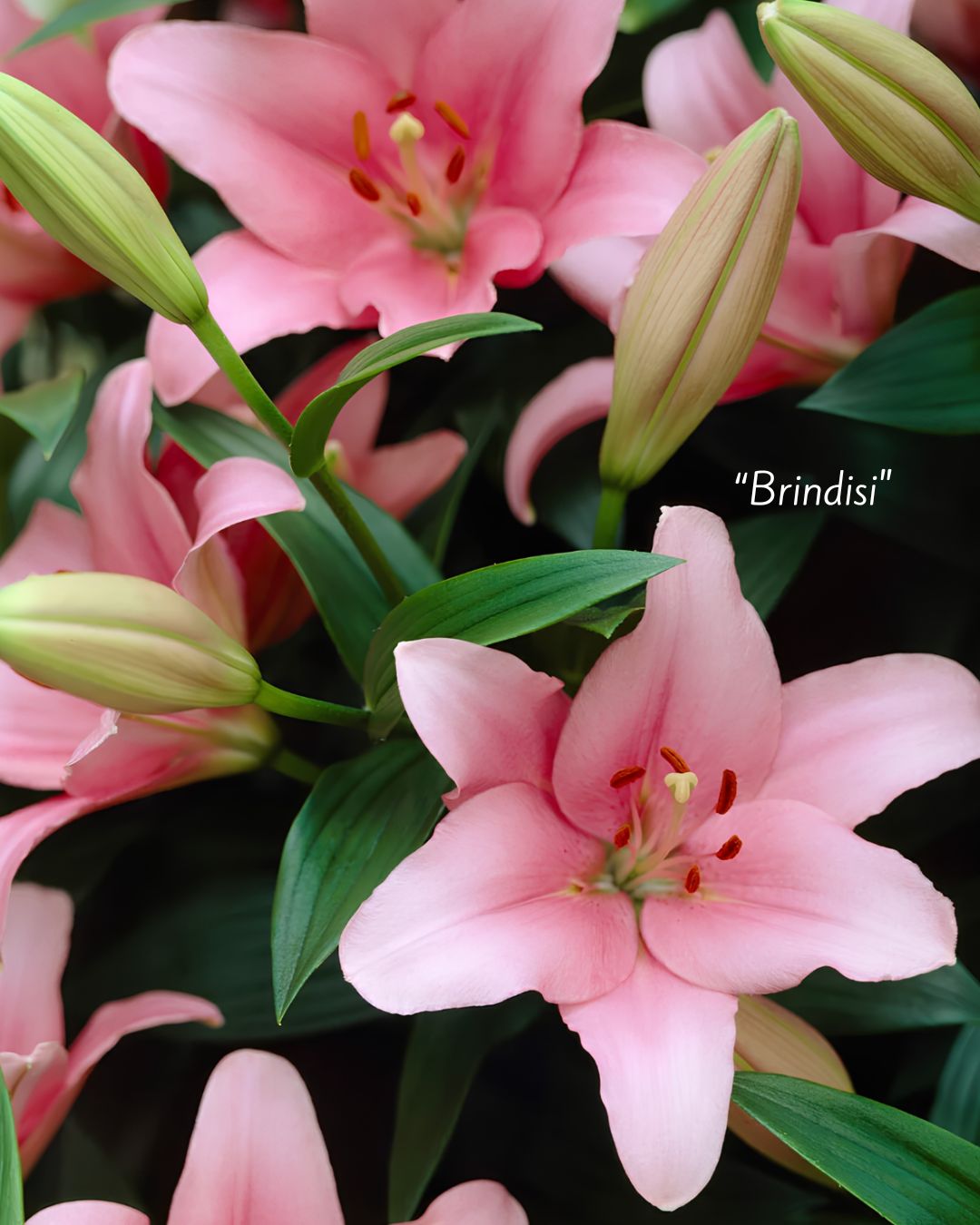 PREVENTA Bulbos de Lilium Asiático