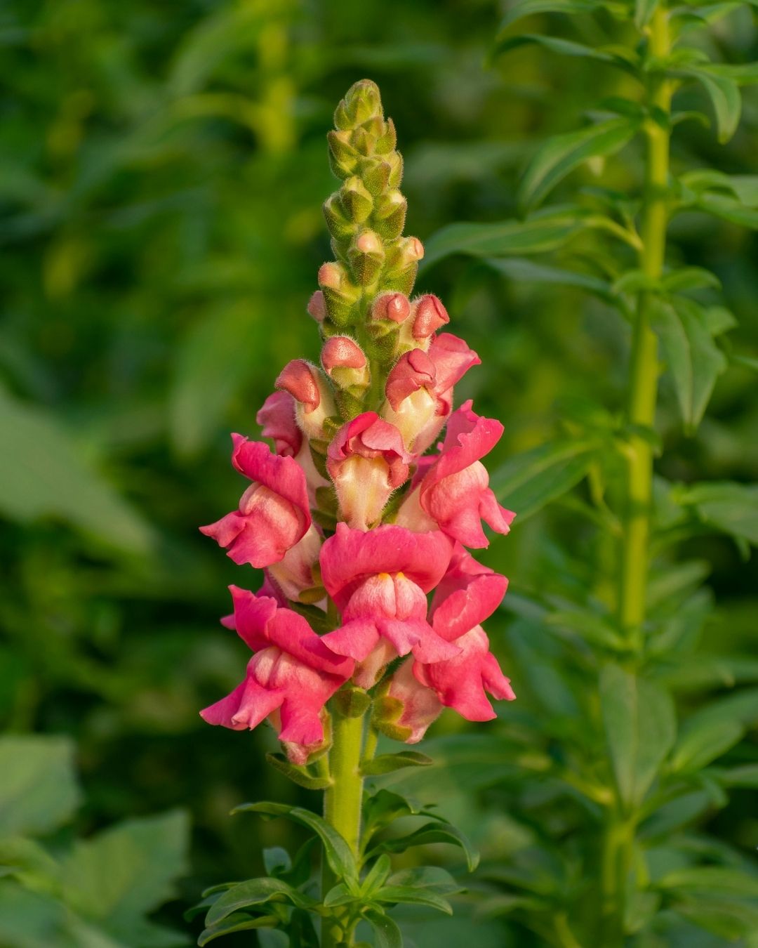 Semillas de Antirrhinum 'Boca de León Tetra' (Perritos Altos) Rocalba