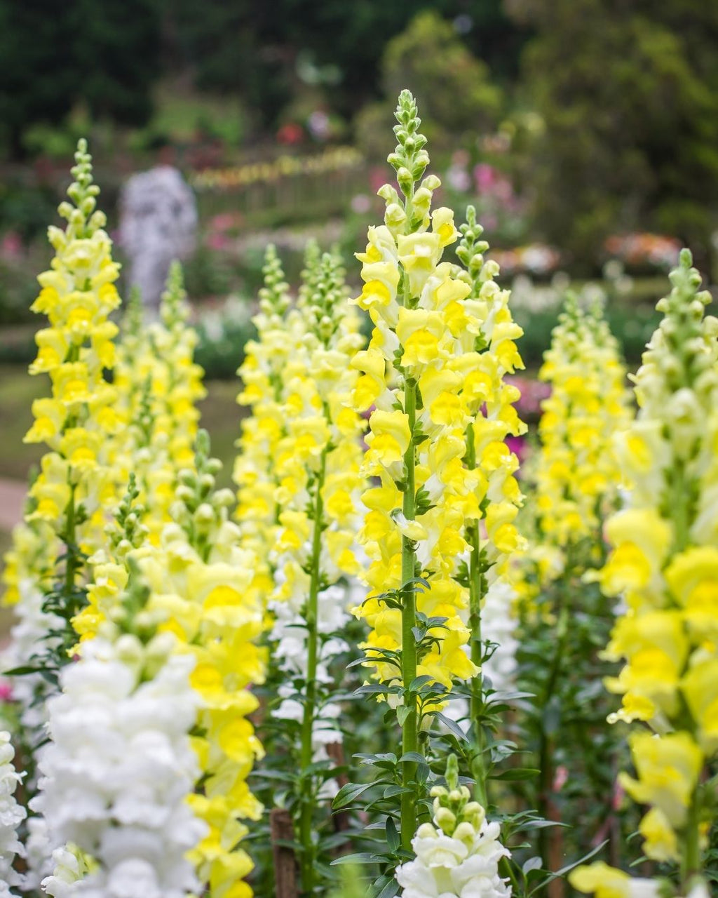 Semillas de Antirrhinum 'Boca de León Tetra' (Perritos Altos) Rocalba