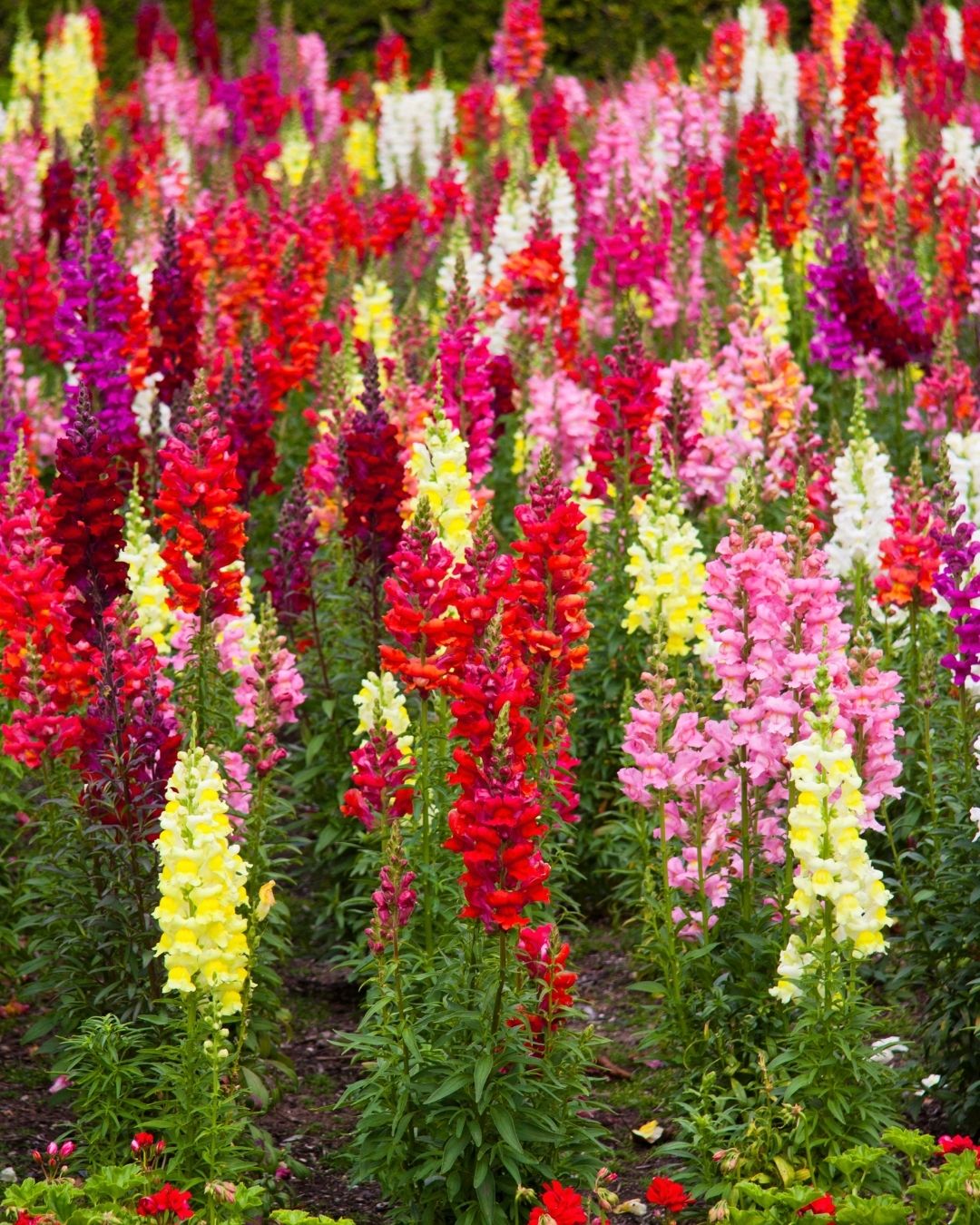 Semillas de Antirrhinum 'Boca de León Tetra' (Perritos Altos) Rocalba