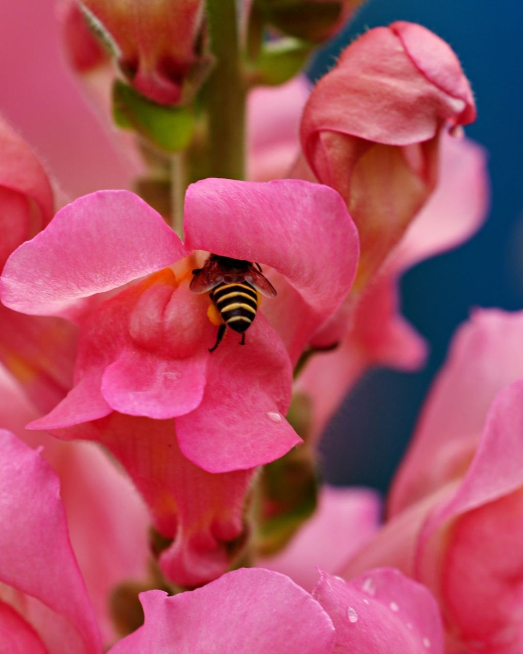 Semillas de Antirrhinum 'Boca de León Tetra' (Perritos Altos) Rocalba