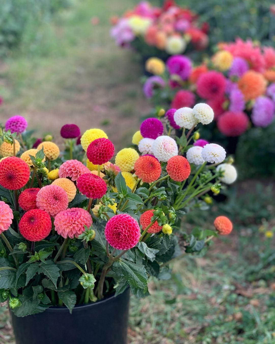 Semillas de Dalia 'Pompón' Rocalba